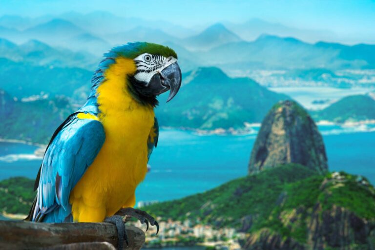 Mesmerizing Peru and Brazil