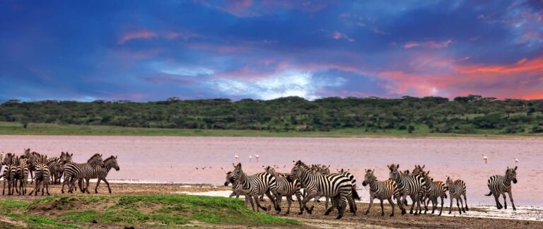 Tanzania Safari Tours