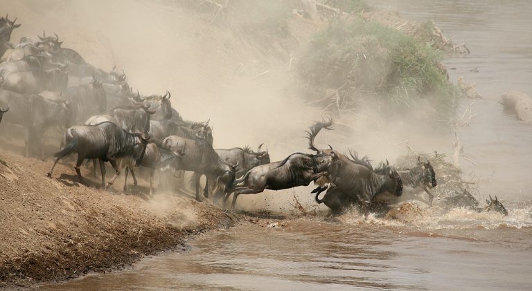 Kenya holidays masai mara