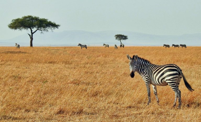 Kenya holidays masai mara