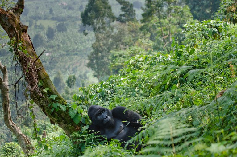 Uganda Holidays