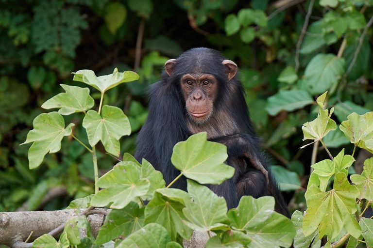 Chimpanzee, Kenya